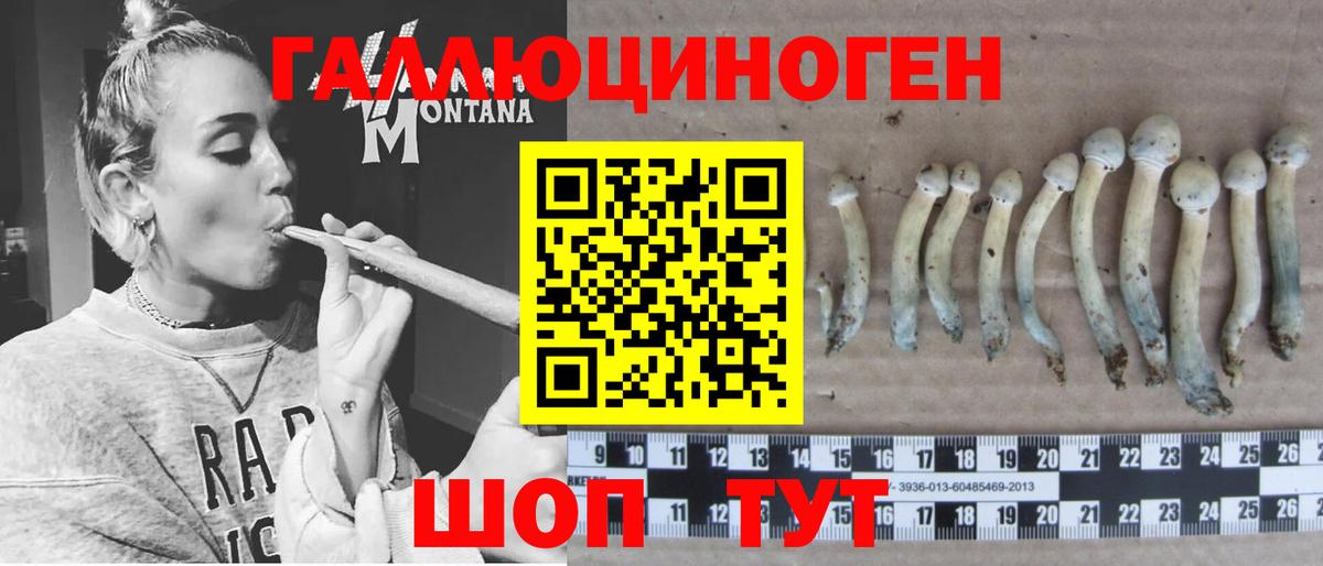 где купить наркотик  Вход с VPN  Псилоцибиновые грибы мухоморы  Сунжа  Псилоцибиновые грибы мицелий 